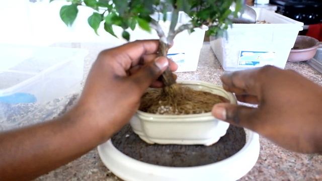 Explosive Ember Ornamental Pepper Capsicum annuum indoor fusion bonsai, repot May 2017 смотреть онлайн