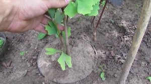 Гинкго билоба прирост за сезон/Ginkgo biloba growth per season