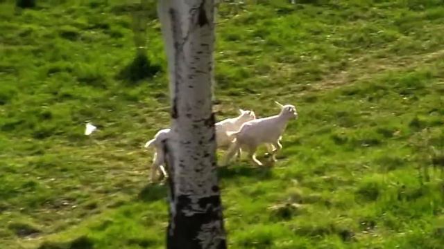 КОЗЛЯТА прыгают через ручей Goats in the City смотреть онлайн