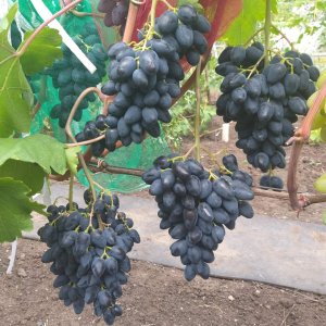 Обзор моего виноградника на начало июня 2023 г