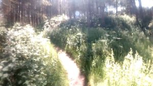 Squirrels Scamper - thetford forest