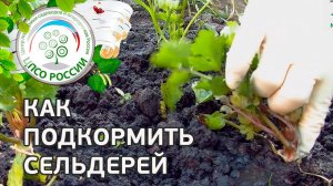 Подкормка сельдерея. Выращивание сельдерея корневого.