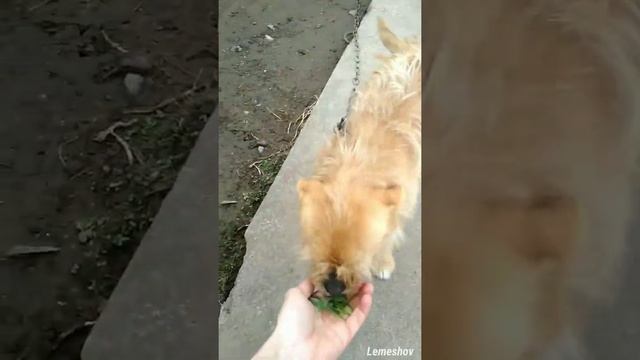 Зачем кошки и собаки едят траву? Здоровье домашних питомцев.