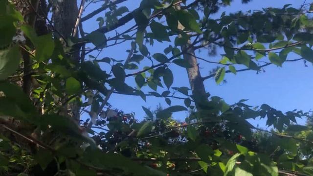 Gardening for Wildlife by Mardi Mertens смотреть онлайн