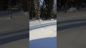 учёт на снегоходе Тайга патруль 800 свт 20-21