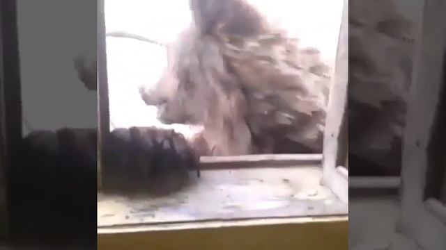 Норильск. озеро Лама. Медведь лезет в окно смотреть онлайн