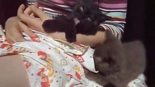 разноцветные котята смотреть онлайн