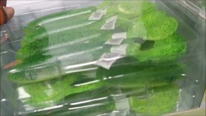 Распаковка! NEW 2023! Strike Pro Giant Pig Tail и новинки от Balzer.