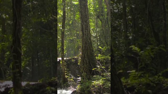 АСМР шум каскадного водопада в лесу и пение тропических птиц.