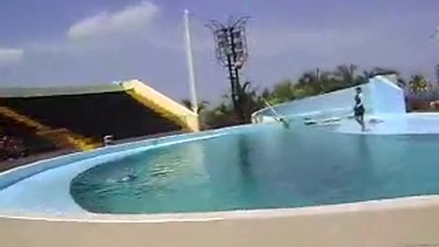 DELFINES BAILANDO SALSA SHOW ACUARIO NACIONAL DE CUBA смотреть онлайн