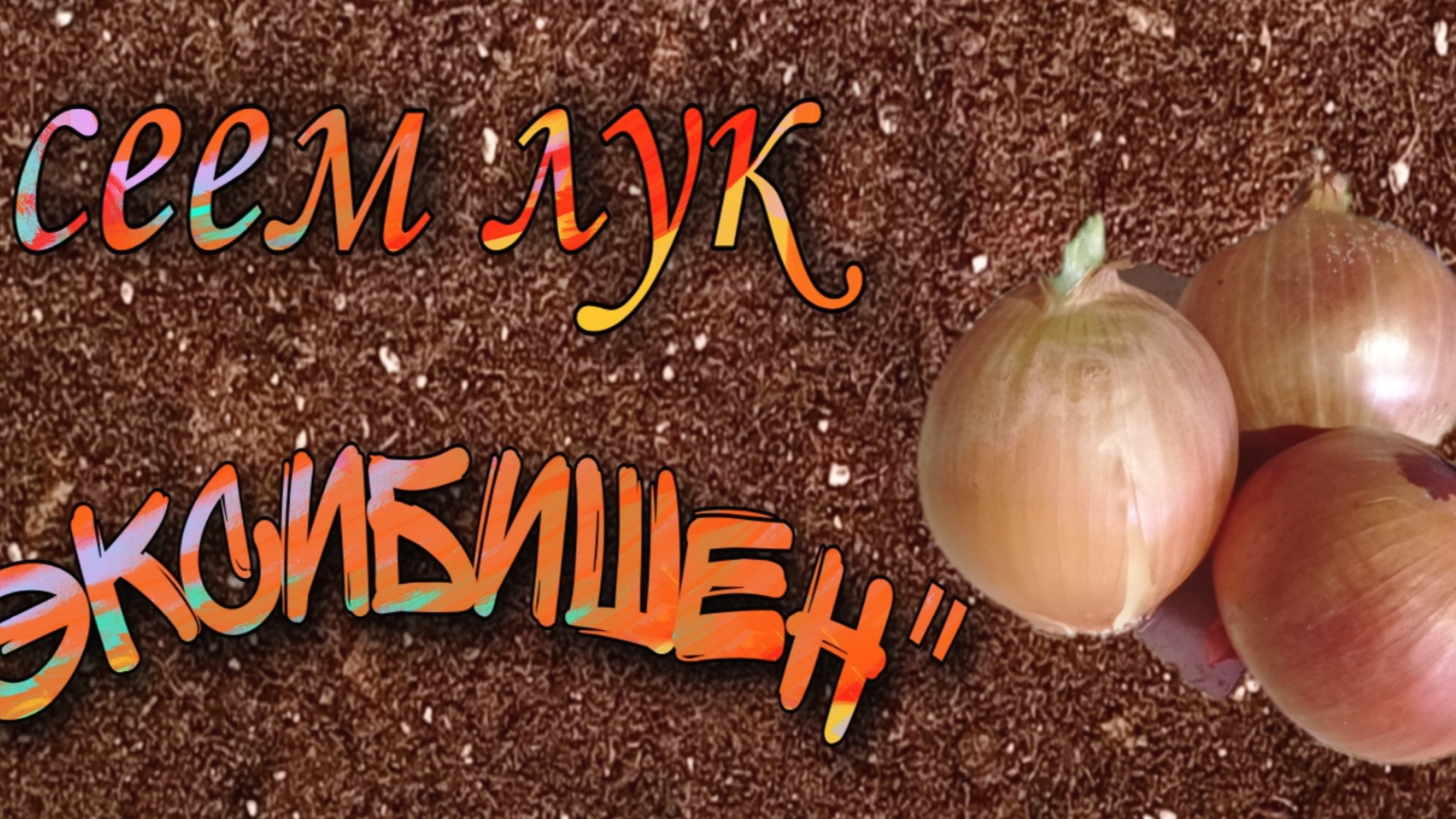 Эксибишен под зиму семенами в открытый грунт. Лук эксибишен рассада. лук репчатый эксибишен. лук на рассаду семенами эксибишен. сеем лук чернушку на рассаду.