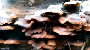 ПИЛОЛИСТНИЧЕК МЕДВЕЖИЙ | Гриб, который путают с вешенкой