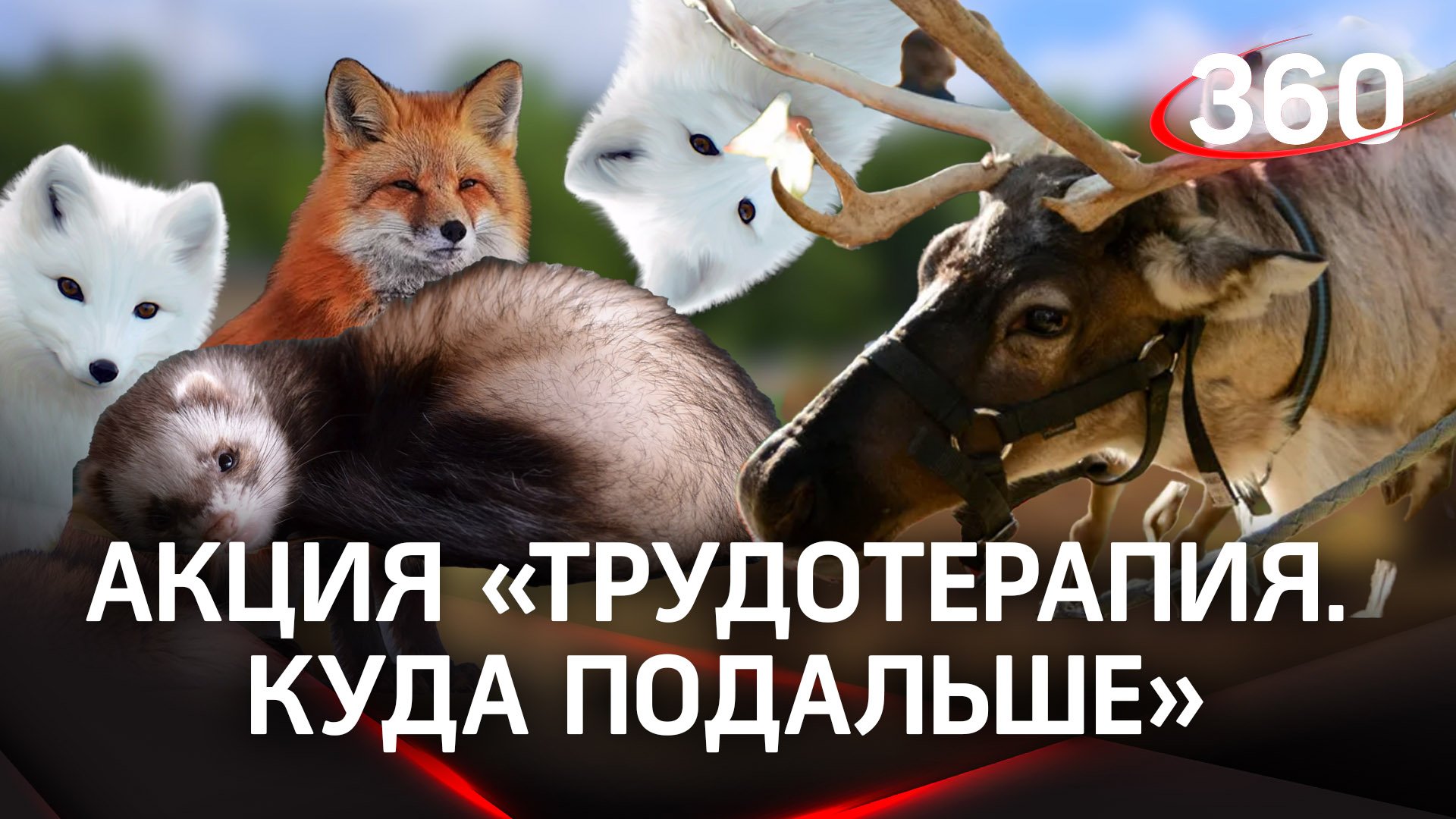 Уставшие от городской жизни жители Московской области могут поучаствовать