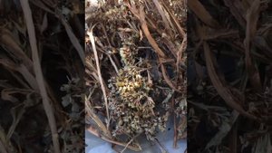 ВПЕРВЫЕ в YouTube как собрать свои семена со СТАТИЦЫ How to collect statice seeds?