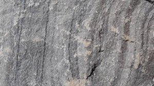 Руда Золотоносная. Сибирский Федеральный Университет.