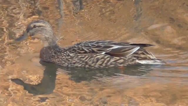 Селезень кряквы. Drake mallard смотреть онлайн