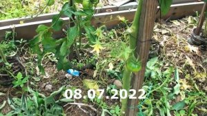 Томат Ниагус австралийско молдовский темноплодный малоурожайный