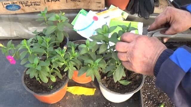 ЧЕРЕНКОВАНИЕ КАЛИБРАХОА. КАК РАЗМНОЖИТЬ КАЛИБРАХОА ЧЕРЕНКОВАНИЕМ.