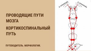 Проводящие пути мозга. Кортикоспинальный путь