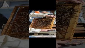 развитие пчелосемьи в марте