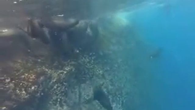 Морская фауна Галапагосов.