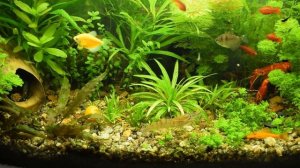 Содержание креветок Макробрахиум розенберга в общем аквариуме