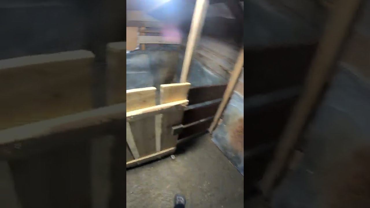 Временный свинарник смотреть онлайн