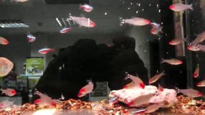 Родостомус (Hemigrammus rhodostomus)