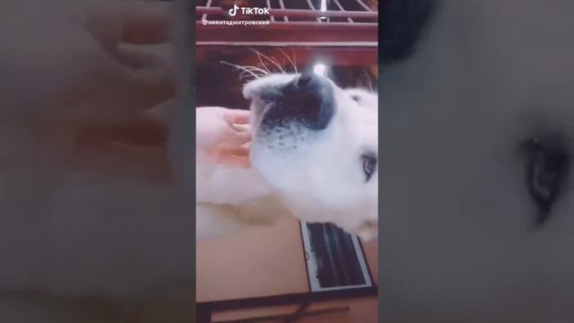 Классная кличка собаки смотреть онлайн