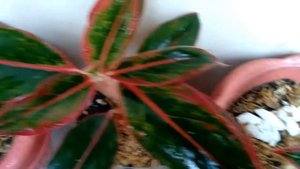 RED LIPSTICK AGLAONEMA