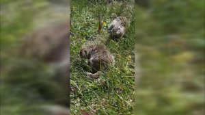 Суслики Приэльбрусья.