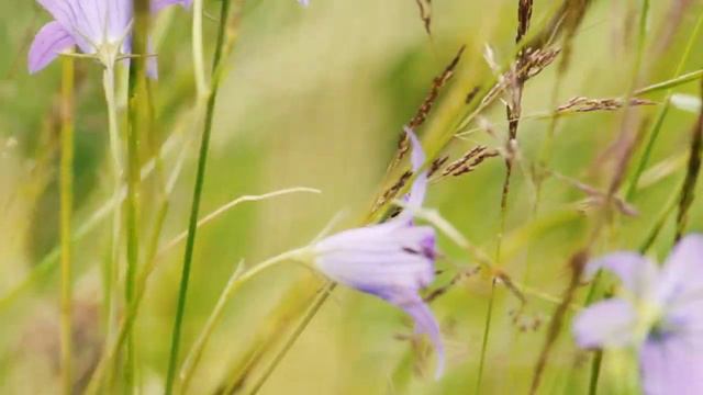 grass nature   meditation catching harmony