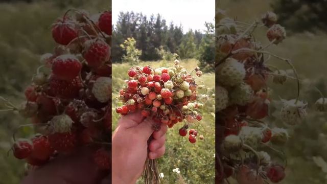 Земляника