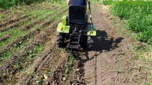 КОПАЕМ КАРТОФЕЛЬ ПО ПРОСТОМУ, МОТОТРАКТОР ЗУБР 12 Е