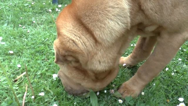 Мой пёс кушает лук. ШАРПЕЙ смотреть онлайн