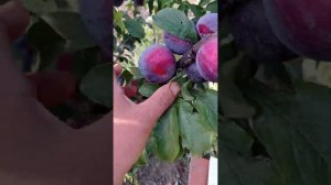 диплоидная слива Лерри Энн (полное созревание)