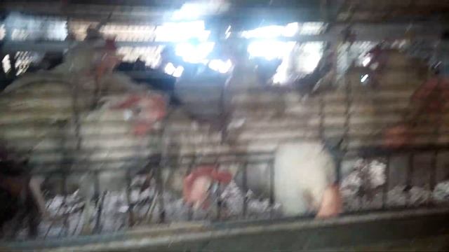 Генофонд Сергиев Посад. Куры, цесарки. 27.08.2018. смотреть онлайн