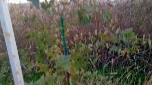 Эвкалипт Радужный и Прутовидный готовятся к зимовке!