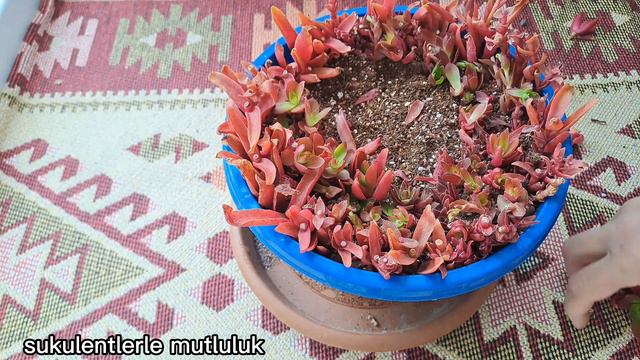sedum klavatum güzelliği/echeveria markus çoğaltimi /sukulent kellelerinin dikimi/ смотреть онлайн