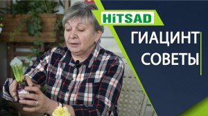 Гиацинт после покупки Гиацинт - Посадка и Уход
