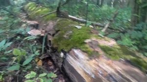 В ЛЕС ЗА ГРИБАМИ. ОСЕННИЕ ГРИБЫ в ПСКОВСКОЙ ОБЛАСТИ г.Великие Луки