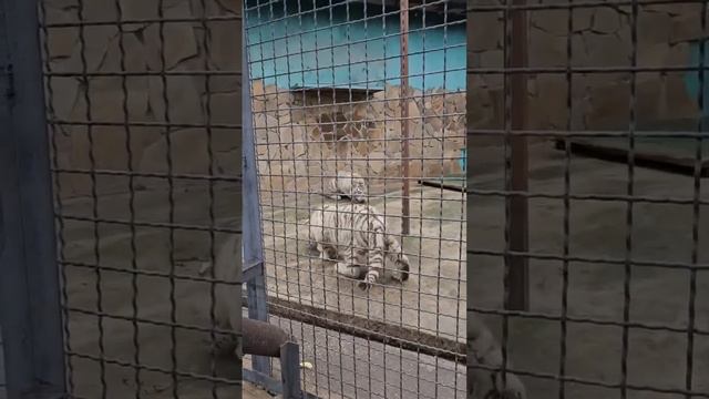 Новенькие БЕЛЫЕ тигрята совсем освоились в ТАЙГАНе! смотреть онлайн