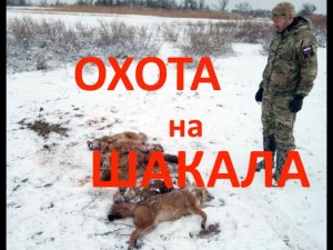 Охота на шакала с тепловизором.