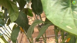 СПРИНГБОК F1 - ОЧЕНЬ УРОЖАЙНЫЙ ПЕРЕЦ С ШИКАРНЫЙ ЖЕЛТЫМ ЦВЕТОМ (06-09-2019)