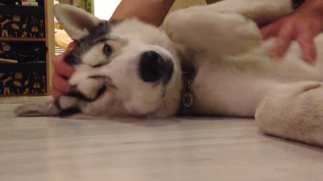 Хаски хочет ласки смотреть онлайн