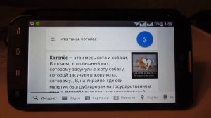ok google: что такое котопес