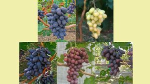 @Какой виноград посадить в 2020 из новых форм Калугина