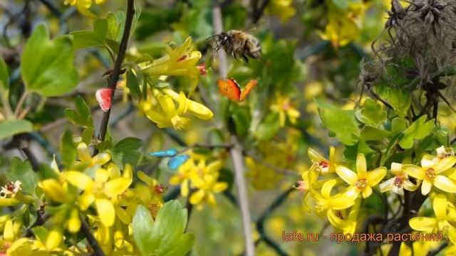 Смородина золотистая (ribes aureum) ? золотистая смородина обзор: как сажать, саженцы смородины смотреть онлайн