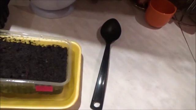 Земляника ремонтантная семена ПОСАДКА ч2 февраль 2016