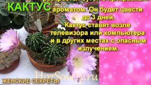 Комнатные растения, которые полезно иметь в доме.Цветы в доме. Комнатные цветы.Flowers in the house